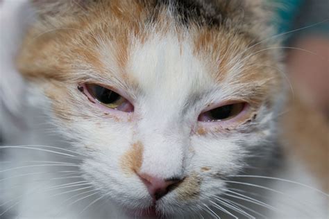 Conjunctivitis in Cats