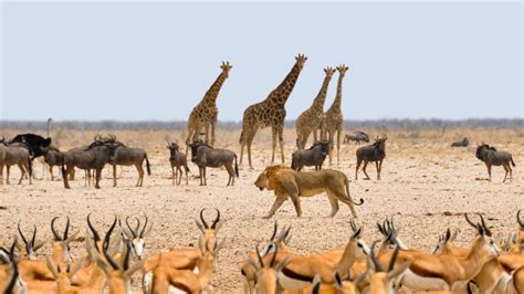 Wildlife Conservation in Africa: what management for protected areas