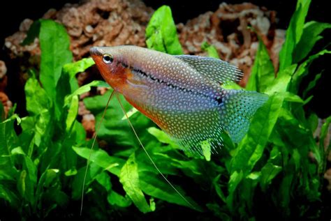 Pearl Gourami: Care, Tank Size, Tank Mates, Size & More - Fish Laboratory