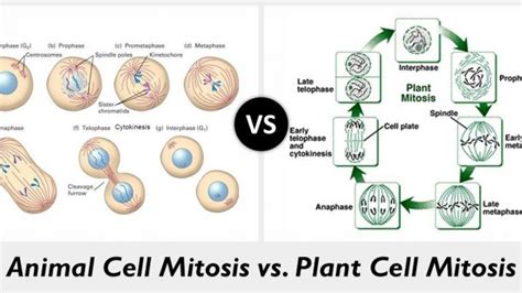 Differences between plant mitosis and animal mitosis - Online Science Notes