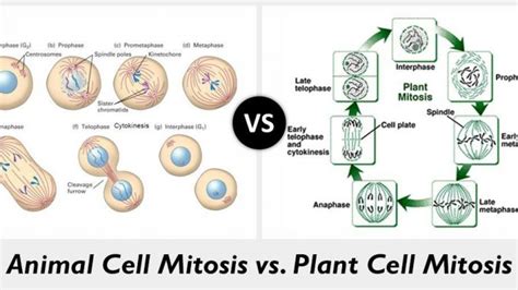 Plant And Animal Cell Mitosis Differences Plant Cell Animal Cell ...