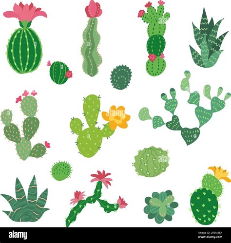 Decorative cactus collection. Cacti flowers symbols, mexico desert plants icons. Mexican or ...