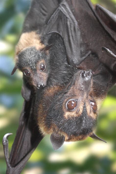 Mother Spectacled Flying Fox with her young baby : r/batty