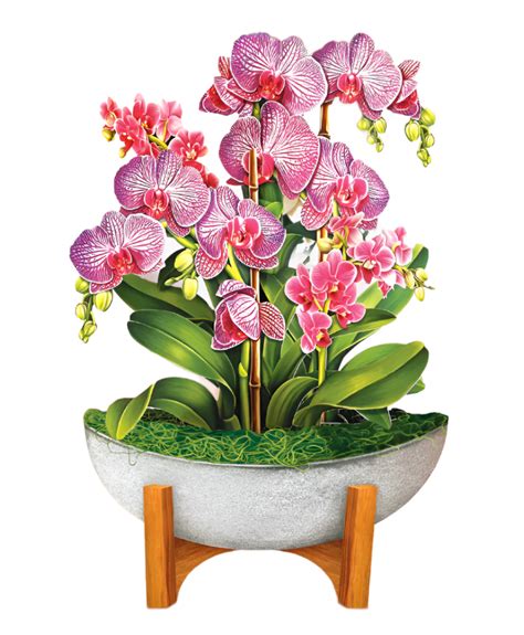 Mini Pop-Up Flower Bouquet: Orchid Oasis– Plunkett's Hallmark