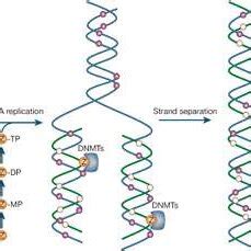 -Mechanism of action of nucleoside analogue inhibitors. | Download Scientific Diagram