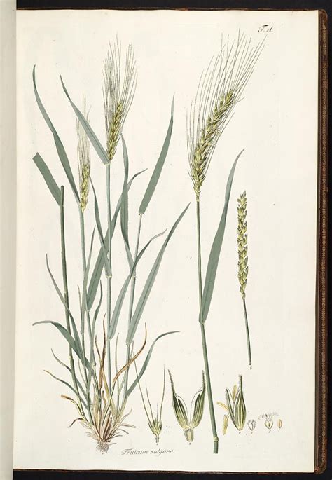 Wheat drawing | Plant illustration, Wheat drawing, Botanical drawings