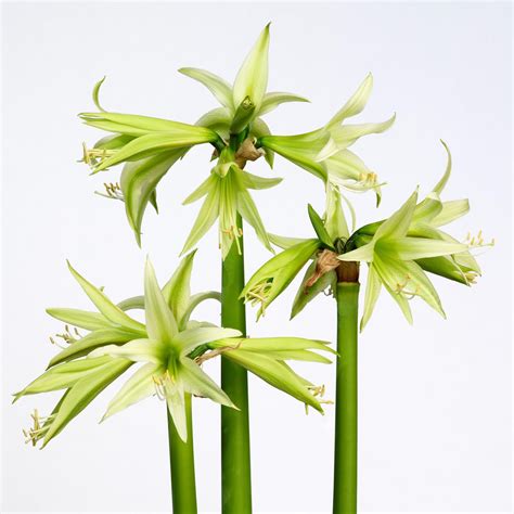 Exotic Amaryllis | Cybister Amaryllis Bulb – Easy To Grow Bulbs