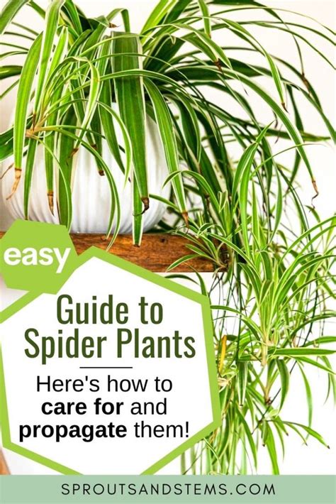 Spider Plant Care and Propagation | Sprouts and Stems