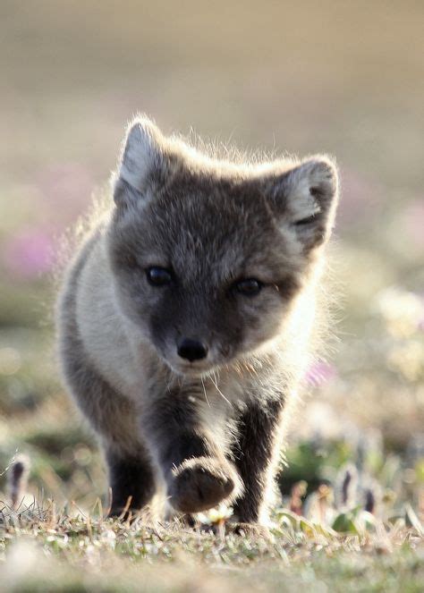 Arctic Fox pup | Fox pups, Animal planet, Arctic animals