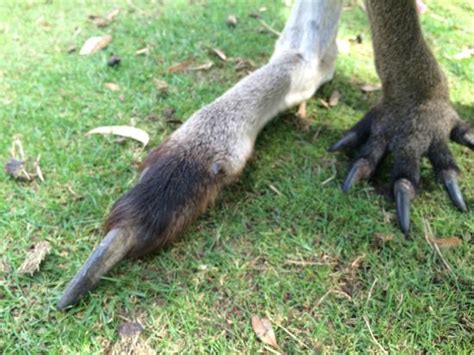 Kangaroos are capable of disembowling foes with massive claws on their hind legs. : r/natureismetal