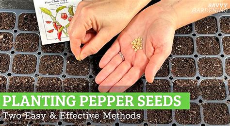 Planting Pepper Seeds: Two Easy and Effective Methods