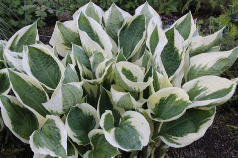 Hosta 'Patriot' – Ballyrobert Gardens