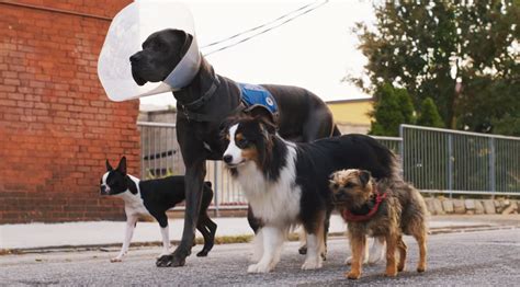 Will Ferrell and Jamie Foxx are Strays in trailer for R-rated canine comedy