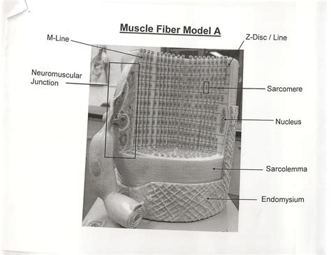 ANATOMY & PHYSIOLOGY I BIS 240: Muscle Fiber Model A