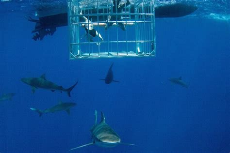 Shark Cage Diving On "The World Famous North Shore of Oahu", Hawaii | Compare Price 2023