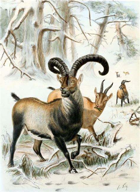 La historia de Celia (Valle de Ordesa, año 2000) | Extinct animals ...