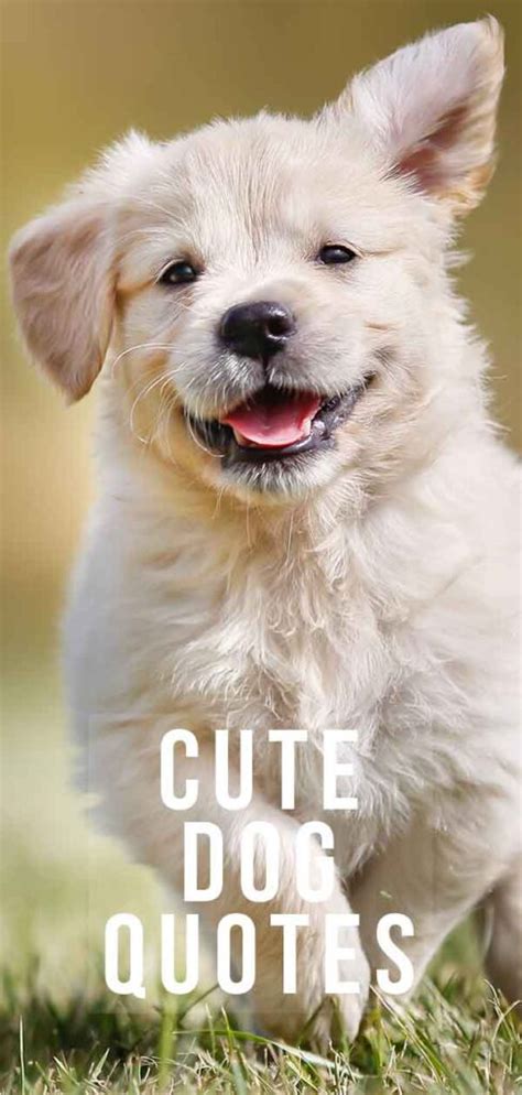 Cute Dog Quotes – Adorable Enough To Brighten Up Any Day!