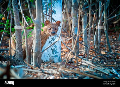 Fossa, fossas (Cryptoprocta ferox), endemic, predators, mammals ...