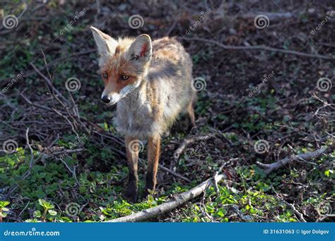 Fox stock image. Image of life, habitat, fauna, outdoors - 31631063