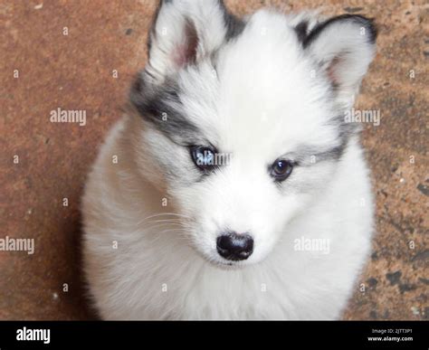 Siberian husky puppy with heterochromia sitting Stock Photo - Alamy