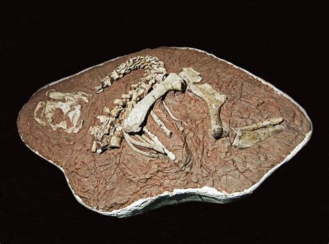 Tenontosaurus Dinosaur Fossil Photograph by Millard H. Sharp