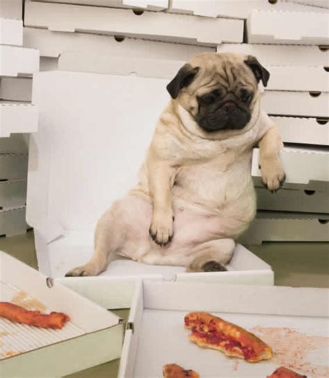 I feel like this after eating pizza also. | Cute pugs, Pugs, Funny animals