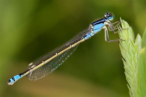 Blue Dragonfly Identification