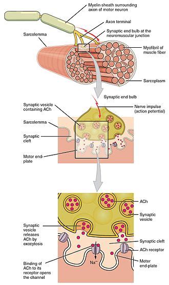 End-plate potential - Wikipedia