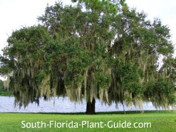 Mature Live Oak tree | Plants for South Florida | Pinterest