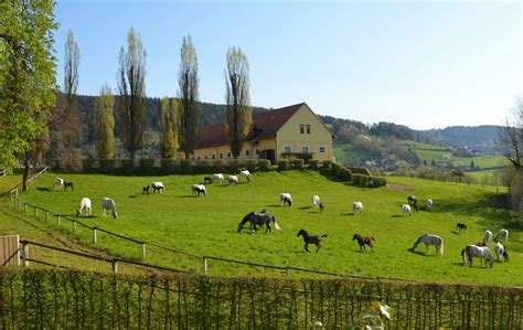 Lipizzaner Stud Farm Piber Tickets - Köflach | Tiqets.com