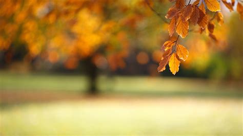 Blurred autumn wallpaper | 1920x1080 | #29533