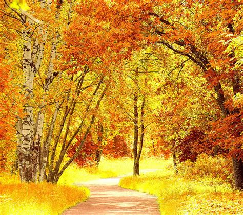 Autumn, trees, HD wallpaper | Peakpx