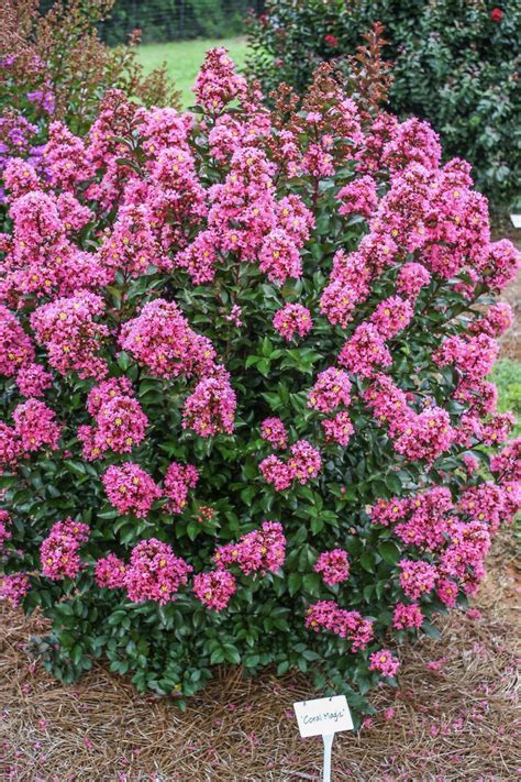 Top 10 Fast Growing Trees | Birds & Blooms Magazine | Myrtle tree, Crape myrtle, Growing tree