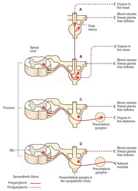 Examples of the course of preganglionic and postganglionic sympathetic fibers innervating ...