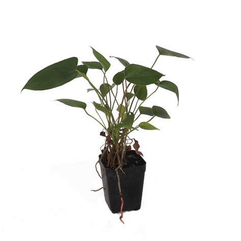 Anthurium Green flower plant - Santhi Online Plants Nursery