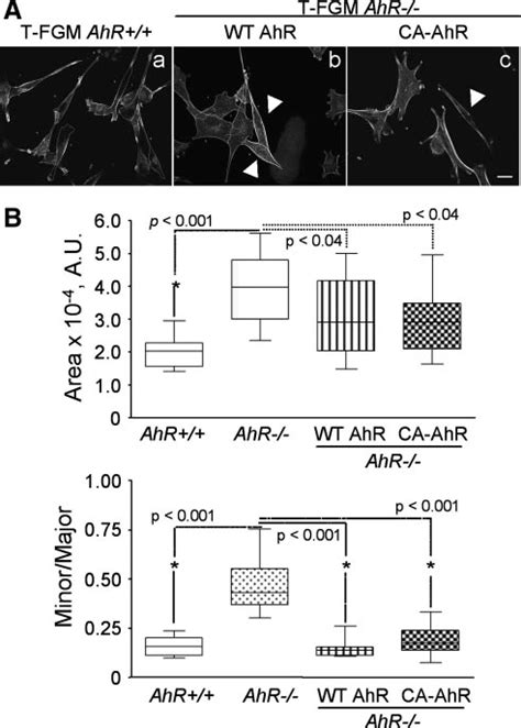 AhR re-expression changes the AhR-null to the wildtype phenotype. (A ...