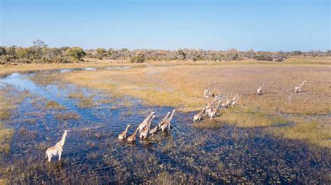 The Okavango Delta Floods - Natural World Safaris