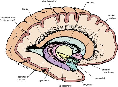 U.Br.Columbia - Drawing Lateral view of brain: basal ganglia (medial) - English labels | AnatomyTOOL