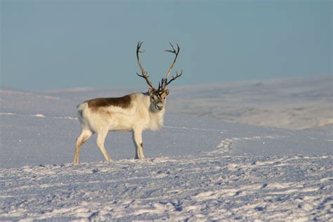 Reindeer | Habitat, Diet, Antlers, & Facts | Britannica