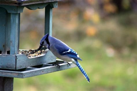 Blue Jay Feeders: 2022’s 5 Best Feeders! - Birdwatching Buzz