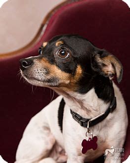 Moomoo | Adopted Dog | Salem, OR | Rat Terrier/Miniature Pinscher Mix