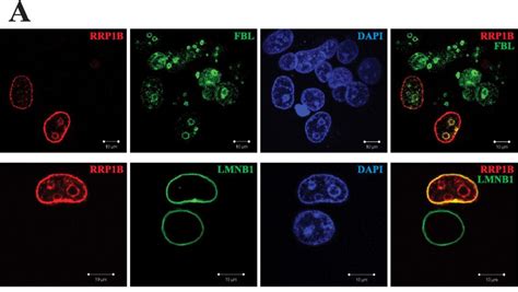 Immunofluorescence microscopy – Encyclopedia of Biological Methods