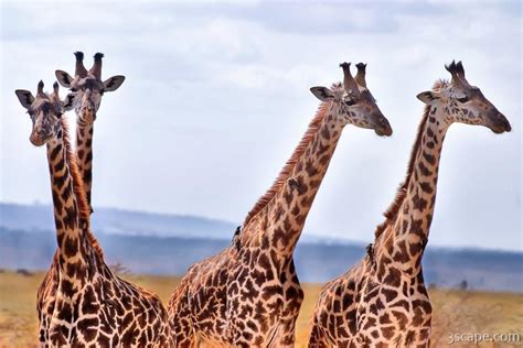 A small herd of giraffe Photograph - Landscape & Travel Photography for Sale by Adam Romanowicz