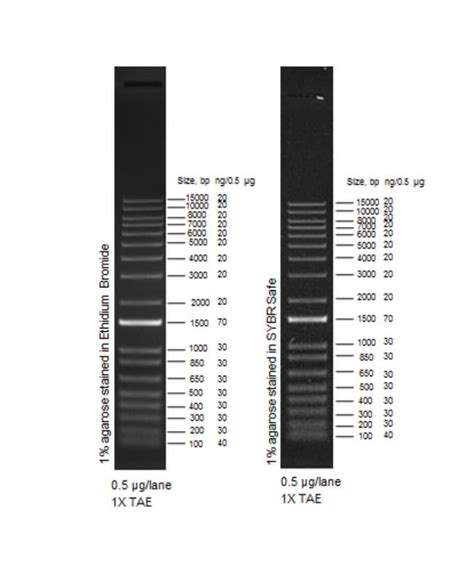 1 Kb Plus DNA Ladder