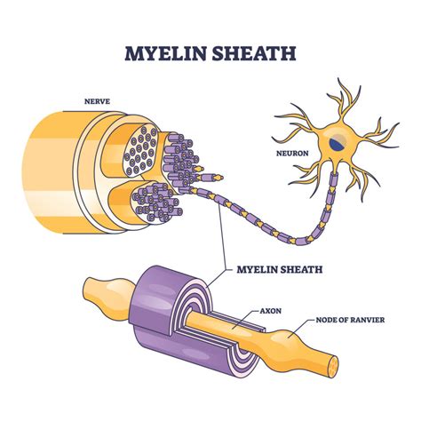 Myelin Sheath