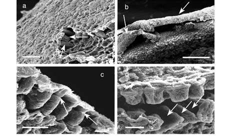 Ascophyllum nodosum. Scanning electron micrographs. (a) Surface of... | Download Scientific Diagram