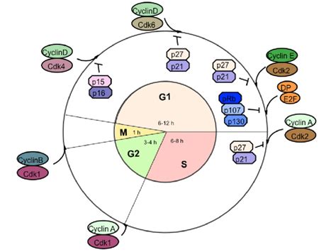 A schematic representation of the main cdk/cyclin complexes involved in ...