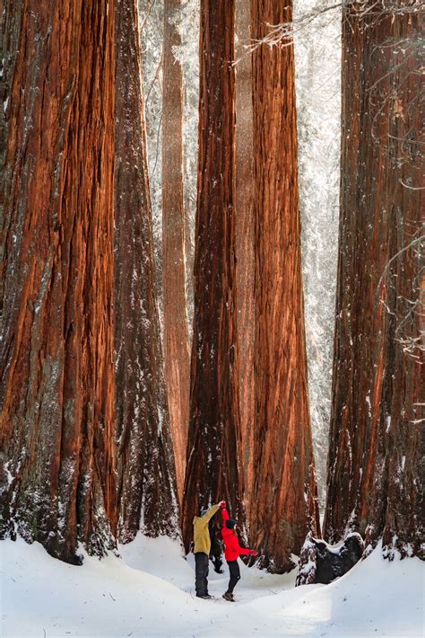 Sequoia National Park In Winter | EMBRACE SOMEPLACE