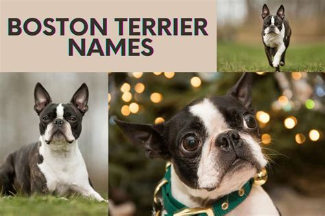 761 Tail-Wagging Boston Terrier Names for Your Pup - Animal Hype
