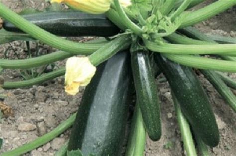 Black Beauty Zucchini Seeds - Shop Online Flower & Vegetables Seeds NZ